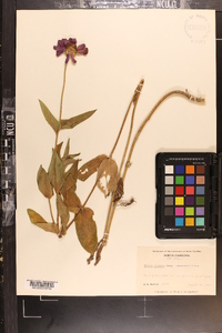 Zinnia violacea image