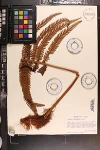 Sadleria cyatheoides image