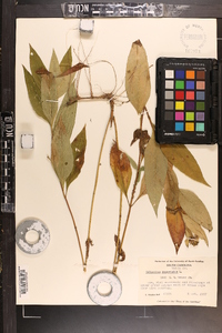 Helianthus decapetalus image