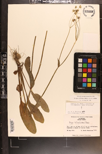 Krigia biflora image