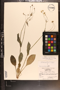 Krigia biflora image