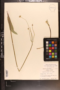 Krigia biflora image