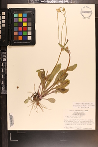 Krigia biflora image