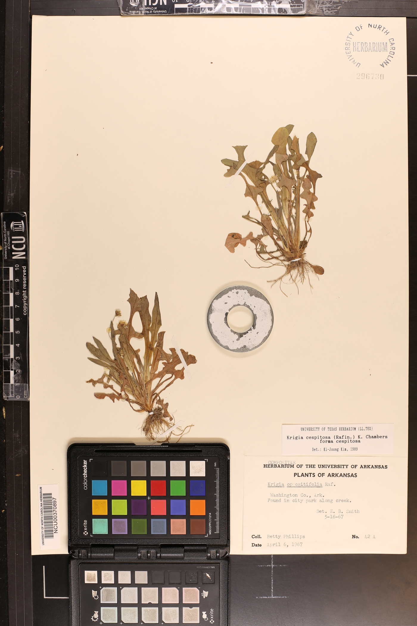 Krigia cespitosa f. cespitosa image