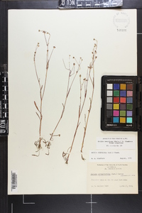 Krigia cespitosa image