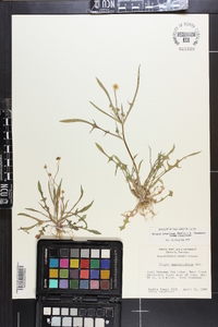 Krigia cespitosa image