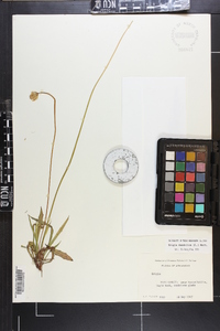 Krigia dandelion image