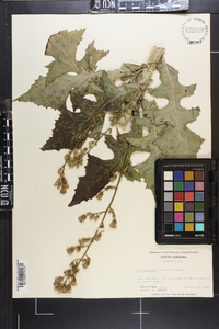 Lactuca biennis image