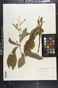 Lactuca biennis image