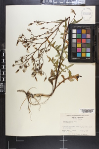 Lactuca hirsuta image