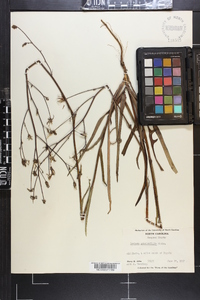 Lactuca graminifolia image