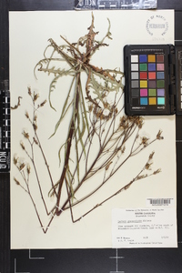 Lactuca graminifolia image