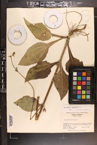 Helianthus atrorubens image