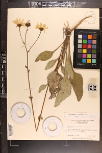 Helianthus atrorubens image