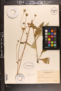 Helianthus atrorubens image