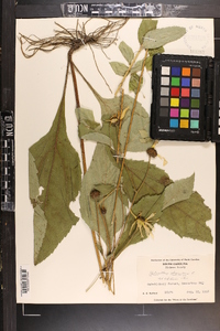 Helianthus atrorubens image