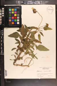 Helianthus debilis image