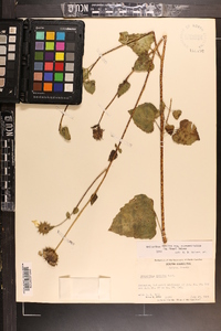Helianthus debilis subsp. cucumerifolius image