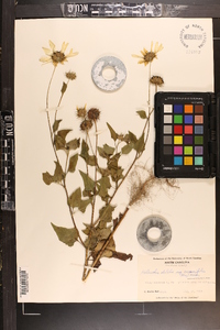 Helianthus debilis subsp. cucumerifolius image