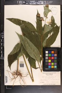 Helianthus decapetalus image