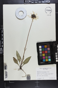 Helianthus heterophyllus image