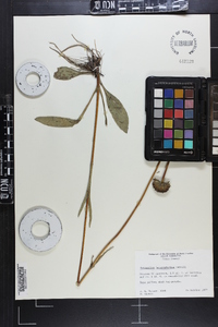 Helianthus heterophyllus image