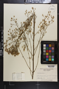 Hieracium gronovii image