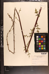 Lactuca hirsuta image