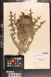 Cirsium horridulum image