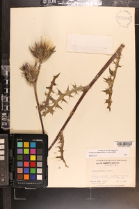 Cirsium horridulum image