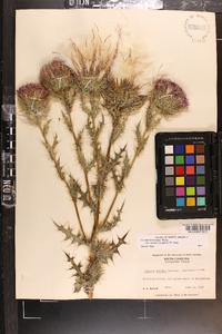 Cirsium horridulum image