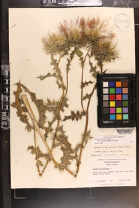 Cirsium horridulum image