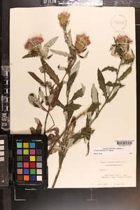 Cirsium altissimum image