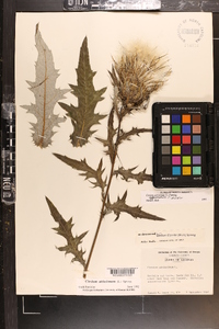 Cirsium altissimum image