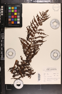 Cyathea manniana image