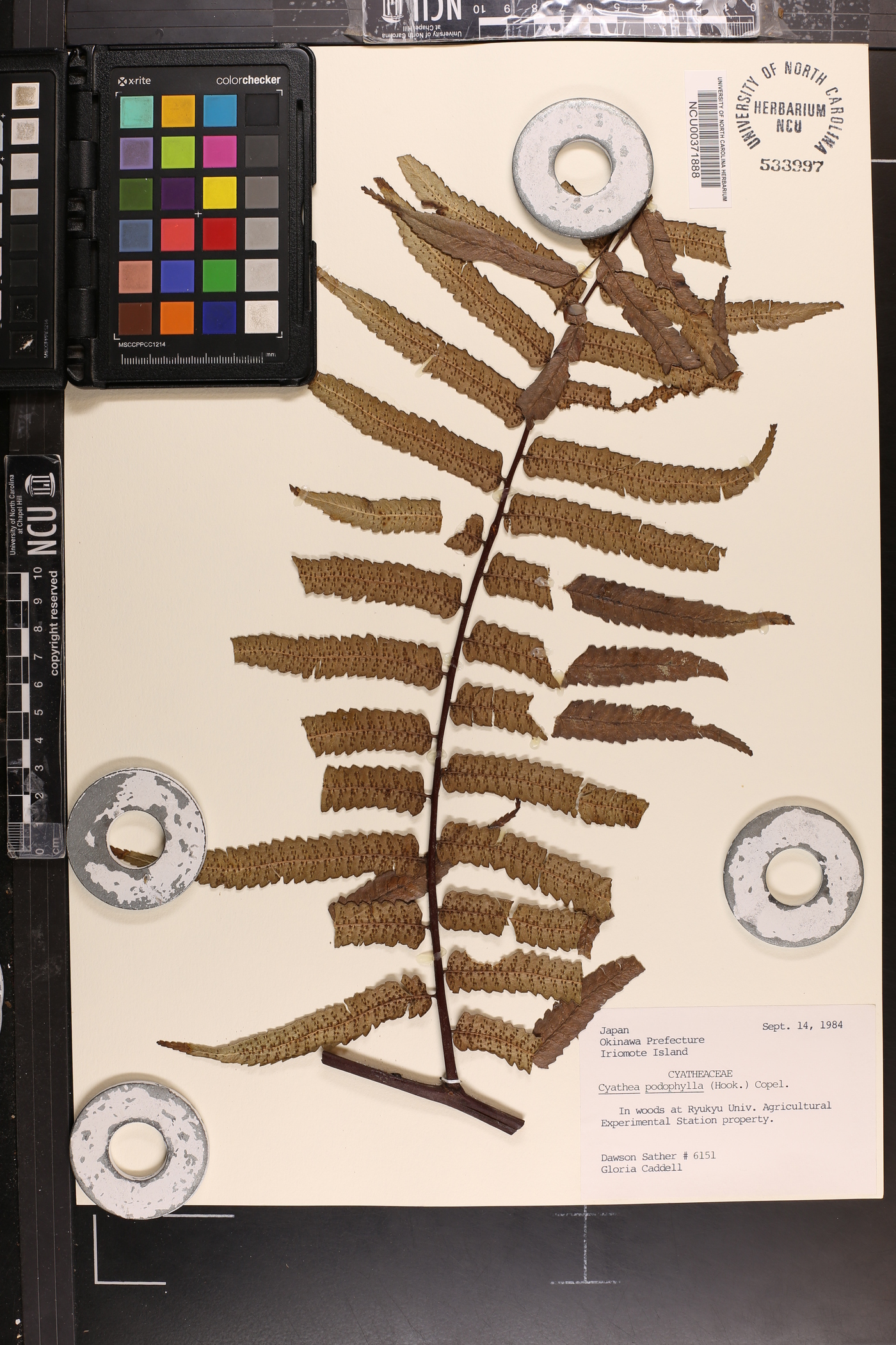 Cyathea podophylla image