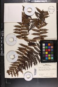 Cyathea alata image