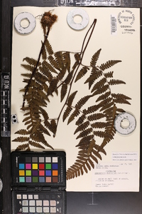 Cyathea delgadii image