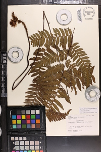 Cyathea delgadii image