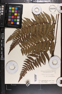 Cyathea hancockii image