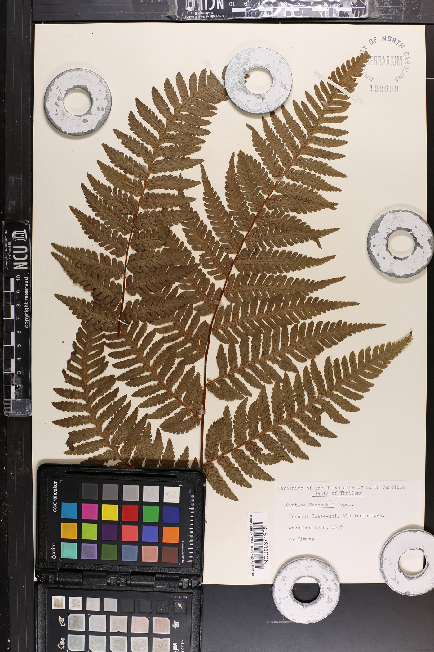 Cyathea hancockii image