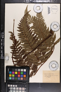 Cyathea hancockii image