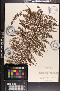 Cyathea novae-caledoniae image