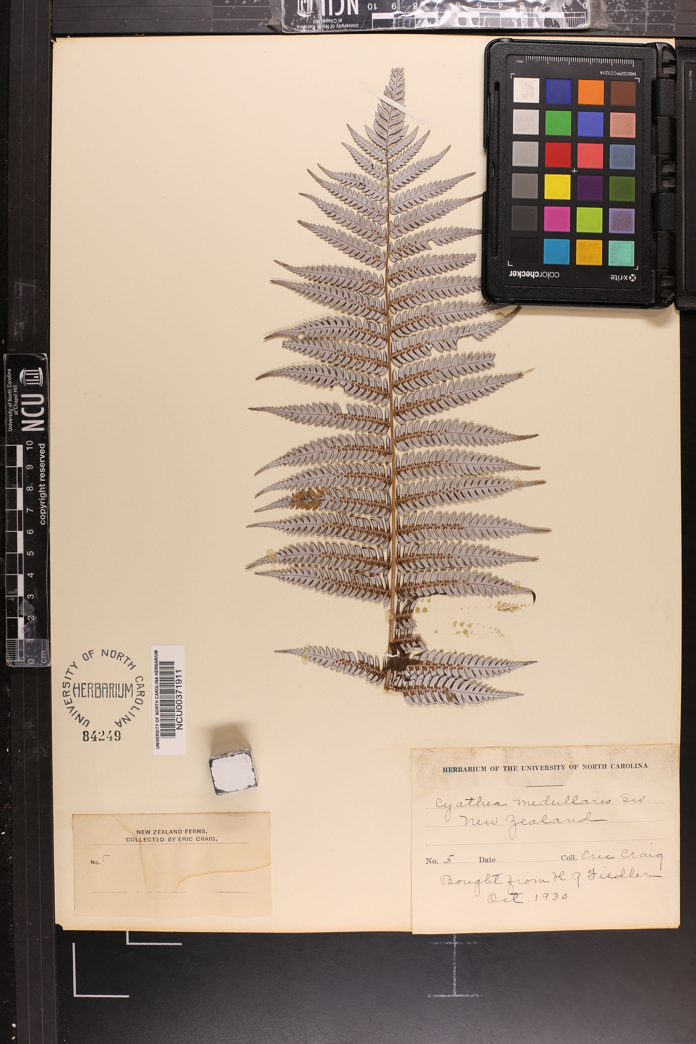 Cyathea medullaris image