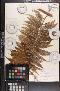 Cyathea spinulosa image