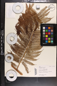 Cyathea spinulosa image