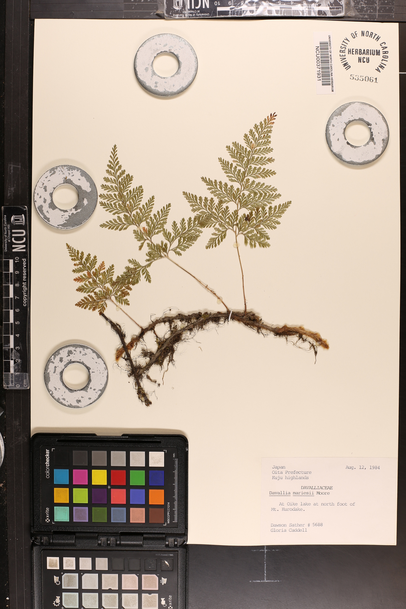 Davallia mariesii image