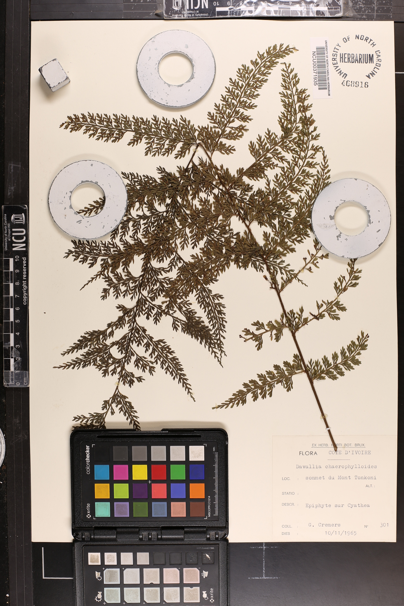 Davallia chaerophylloides image