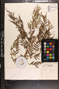 Davallia chaerophylloides image