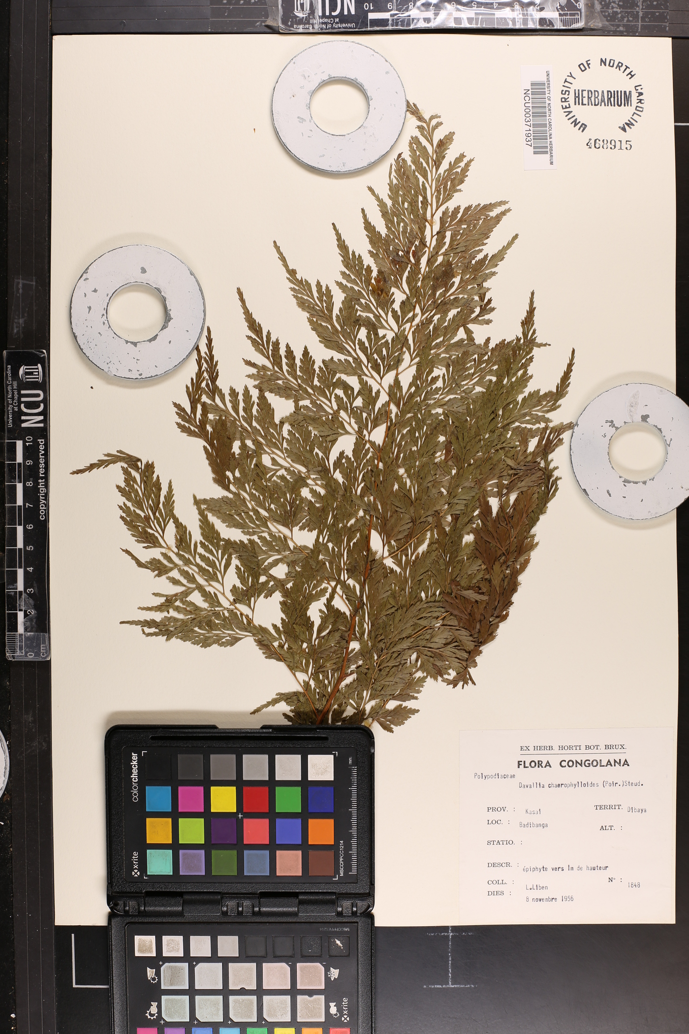 Davallia chaerophylloides image